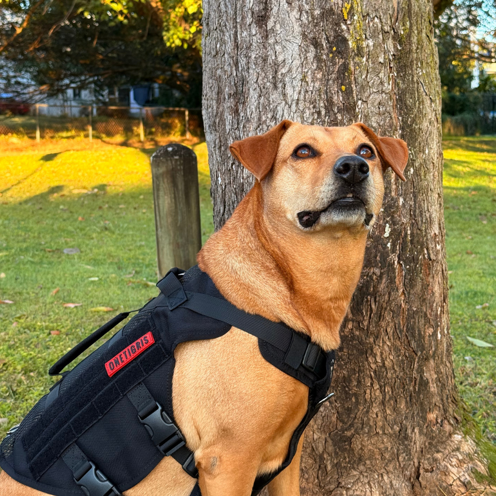 ONETIGRIS - AIRE Mesh Dog Harness