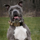 ONETIGRIS - Dog Collar 08